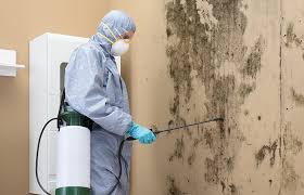 Best Mold Damage Restoration  in Richwood, WV